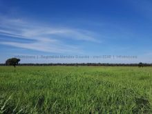 Fazenda com 1300ha em excelente localização