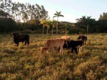 4 hectares em Terenos