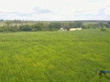 Fazenda de lavoura a 42 Km de Campo Grande-MS