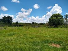 Fazenda 250 Hectares