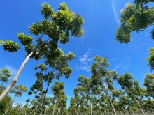 Terenos 8ha Floresta de Mogno Africano