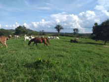 Fazenda 636 hectares região de Camapuã
