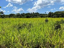 95,6 ha dupla aptidão