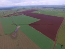 2700 hectares região Guia Lopes