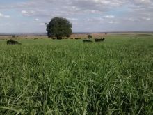 Excelente fazenda pra soja ou pecuária