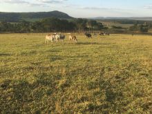 Área com 108 Hectares/Jaraguari