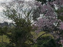 Chácara com 17 hectares a 22km do centro de Campo Grande