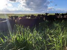 Fazenda plana com dupla aptidão